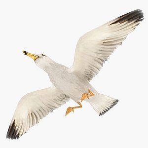3d model seagull sea