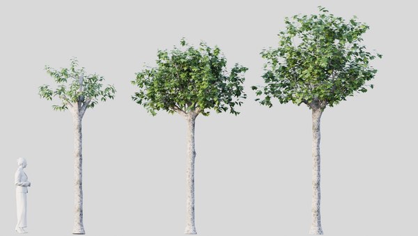birch tree 3D model