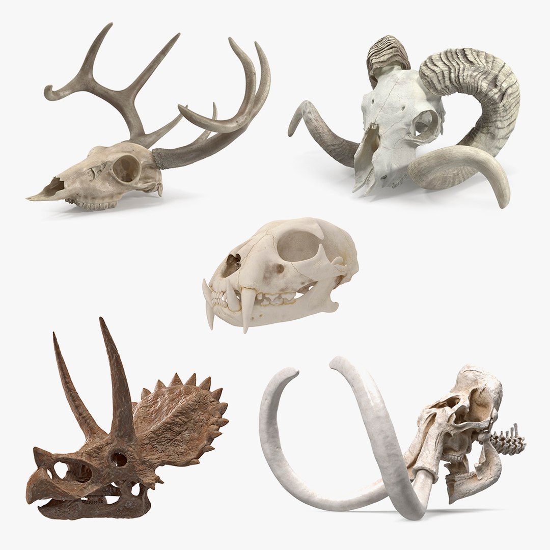 3D model Skulls Collection 5 https://p.turbosquid.com/ts-thumb/HI/W6tsjg/zk/skullscollection5c4dmodel000/jpg/1712838553/1920x1080/fit_q87/a5fe2f9d52709fd2758568d16b02ec683741fb16/skullscollection5c4dmodel000.jpg