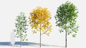 3D Populus balsamifera tree-2