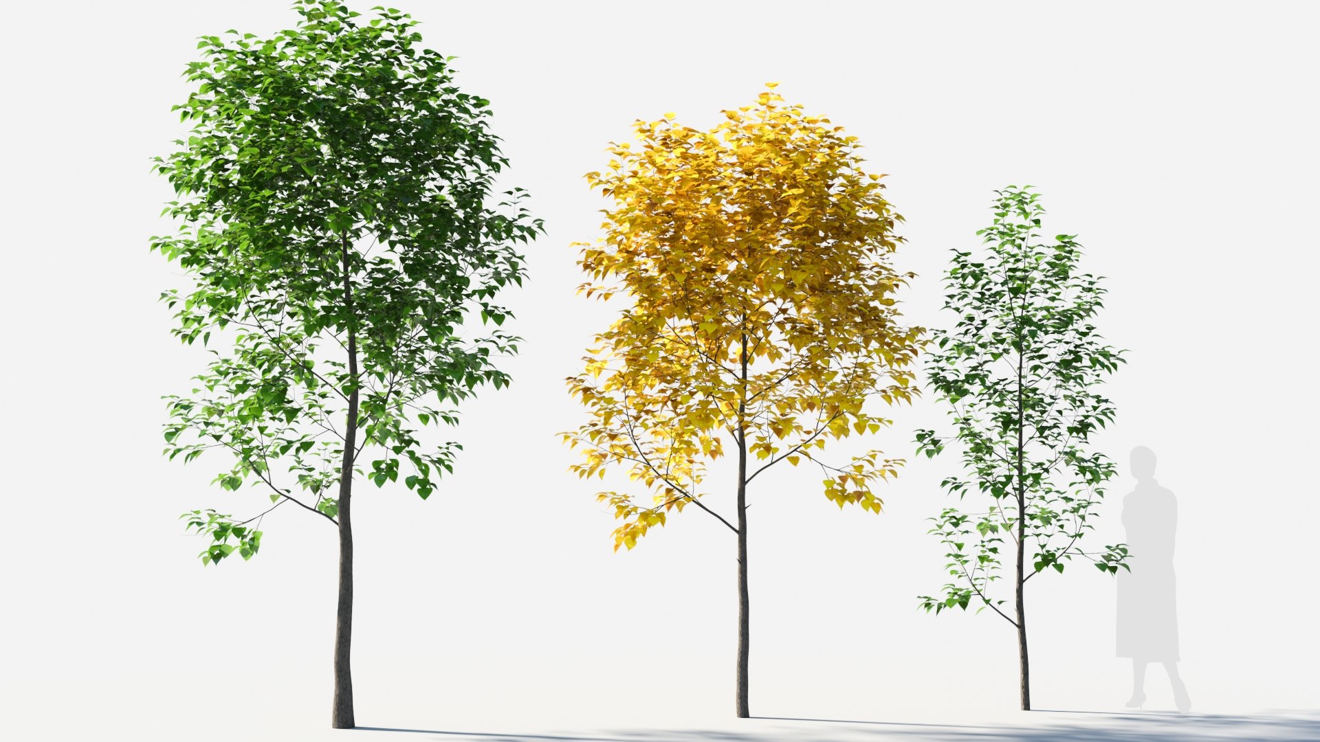 3D Populus Balsamifera Tree-2 - TurboSquid 2085079
