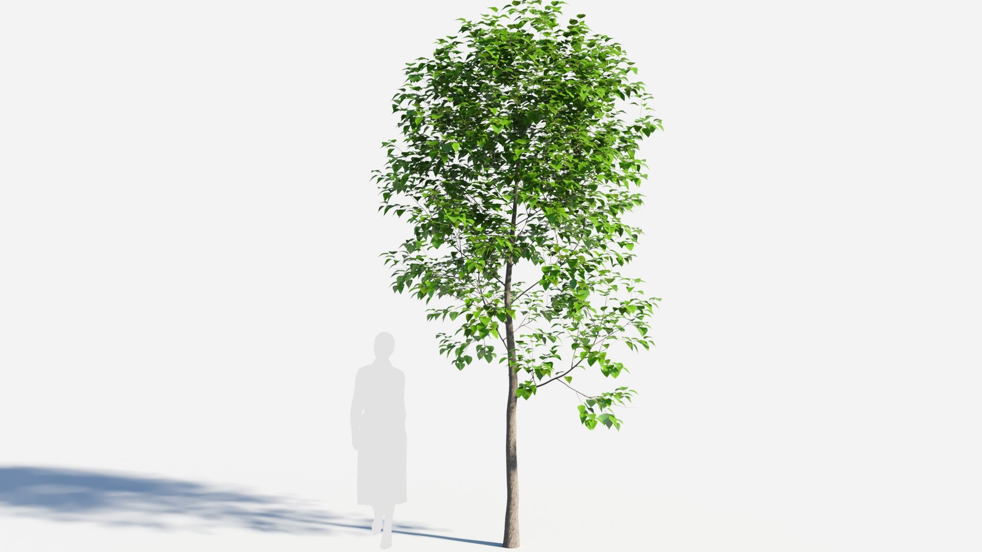 3D Populus Balsamifera Tree-2 - TurboSquid 2085079