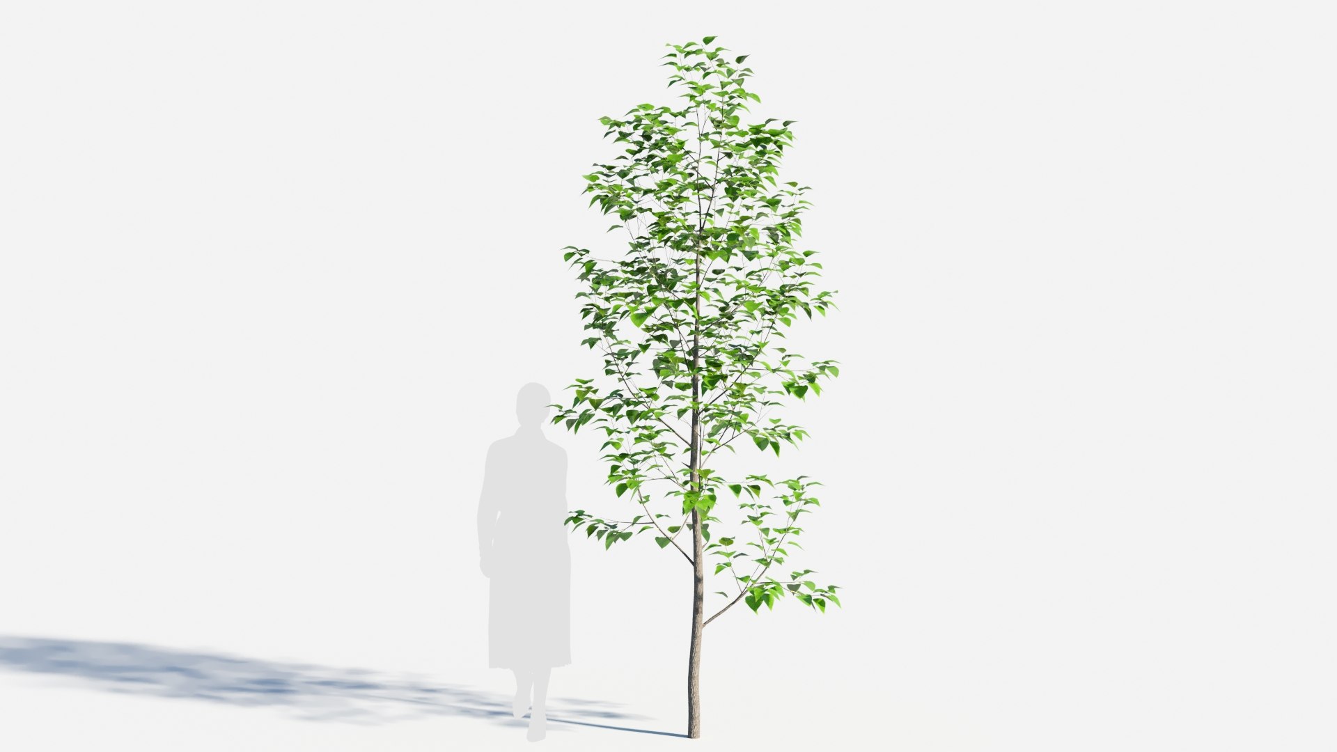 3D Populus Balsamifera Tree-2 - TurboSquid 2085079