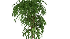 Willow tree 05