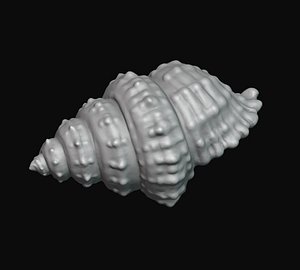 3D Seashell 3D print
