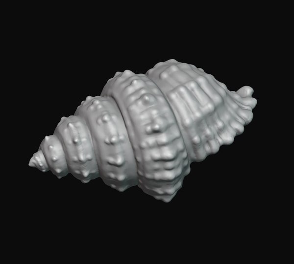 3D sea shell - TurboSquid 1149252