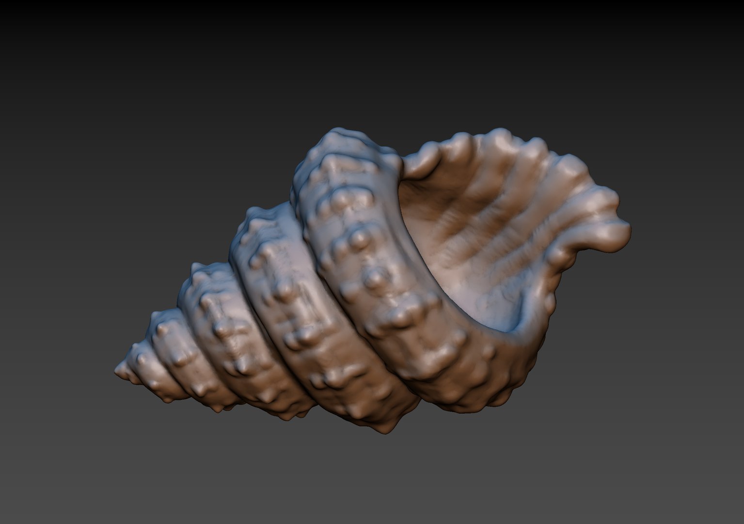 3D Seashell 3D Print - TurboSquid 1873756