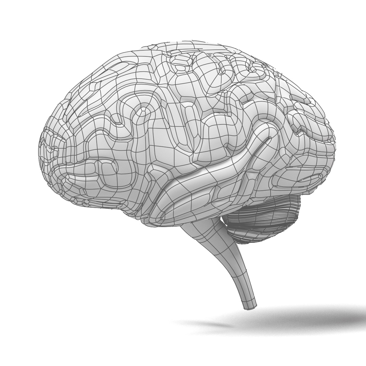 brain section 3d obj