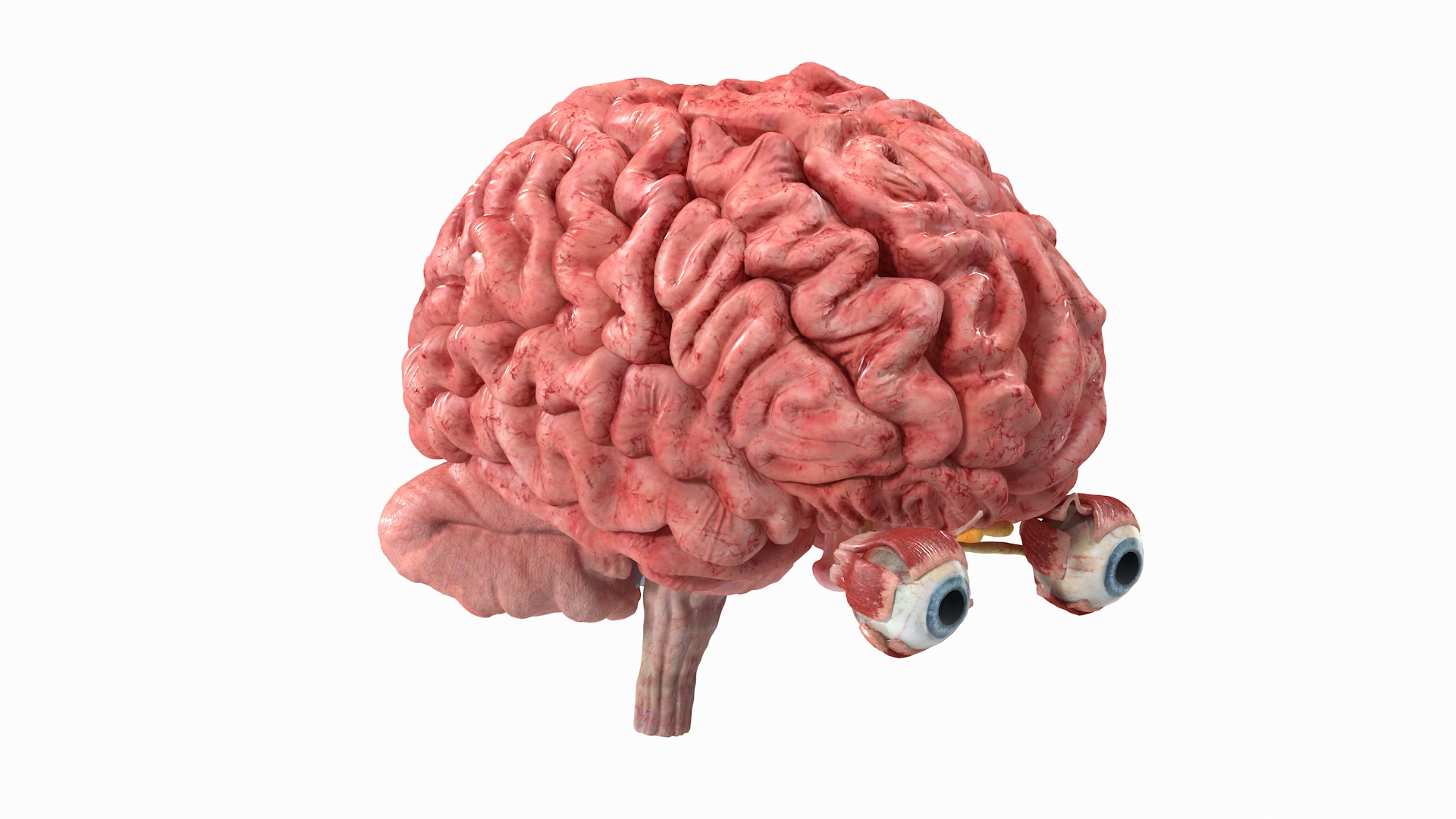 Female Anatomy Brain Model 3D model https://p.turbosquid.com/ts-thumb/HJ/0KPGE5/Hc/female_anatomy_brain_360/jpg/1776916172/1920x1080/turn_fit_q99/0451a6b4ae46e30aaecfdb11843bbb64918e4911/female_anatomy_brain_360-1.jpg