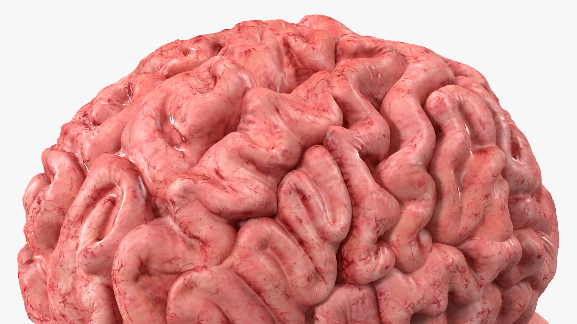 Female Anatomy Brain Model 3D model https://p.turbosquid.com/ts-thumb/HJ/0KPGE5/RB/female_anatomy_brain_013/jpg/1776916489/1920x1080/fit_q87/5f0b0f720667370debe87b4439a9f8e7952e420f/female_anatomy_brain_013.jpg