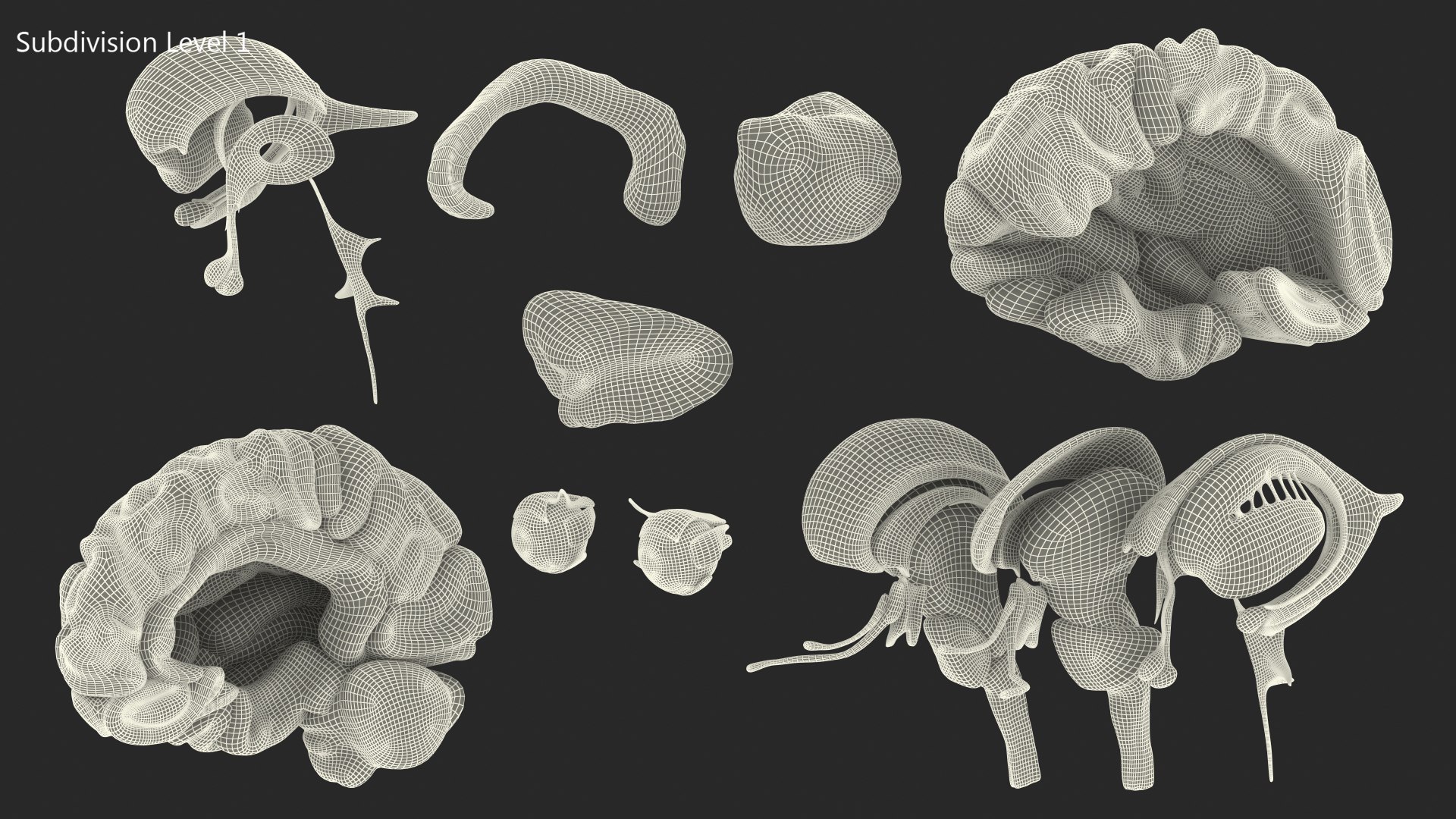 Female Anatomy Brain Model 3D model https://p.turbosquid.com/ts-thumb/HJ/0KPGE5/is/female_anatomy_brain_019/jpg/1776916509/1920x1080/fit_q87/4e8dc8558c32665e9ed35b64a17461c7eada8f17/female_anatomy_brain_019.jpg