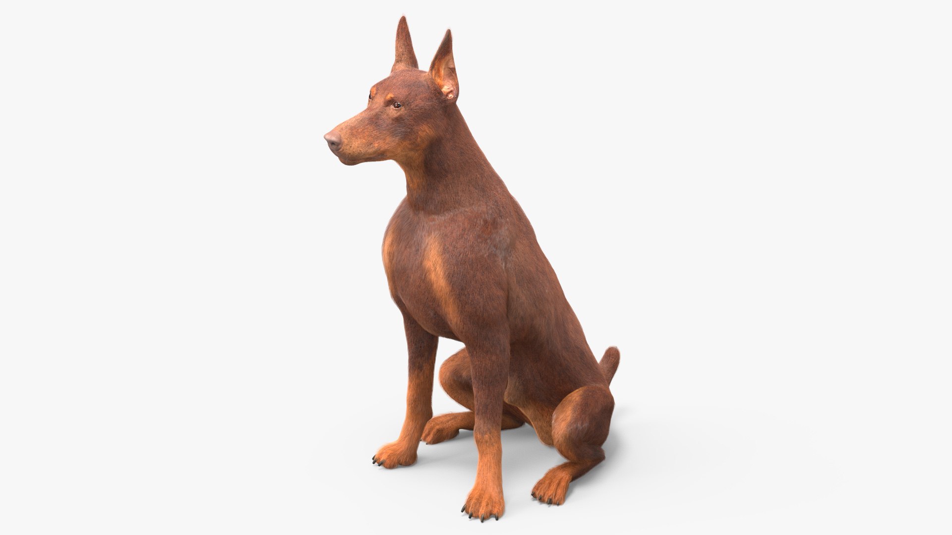 Doberman Dog Brown Sits Fur 3D model preview