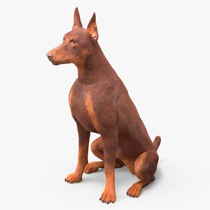 Doberman Dog Brown Sits Fur