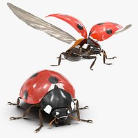 LadyBug Collection