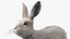 Winter White Hare Fur Rigged for Maya
