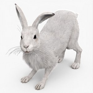 Winter White Hare Fur Rigged for Maya