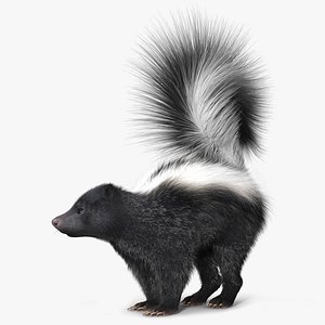 Skunk Wary Fur