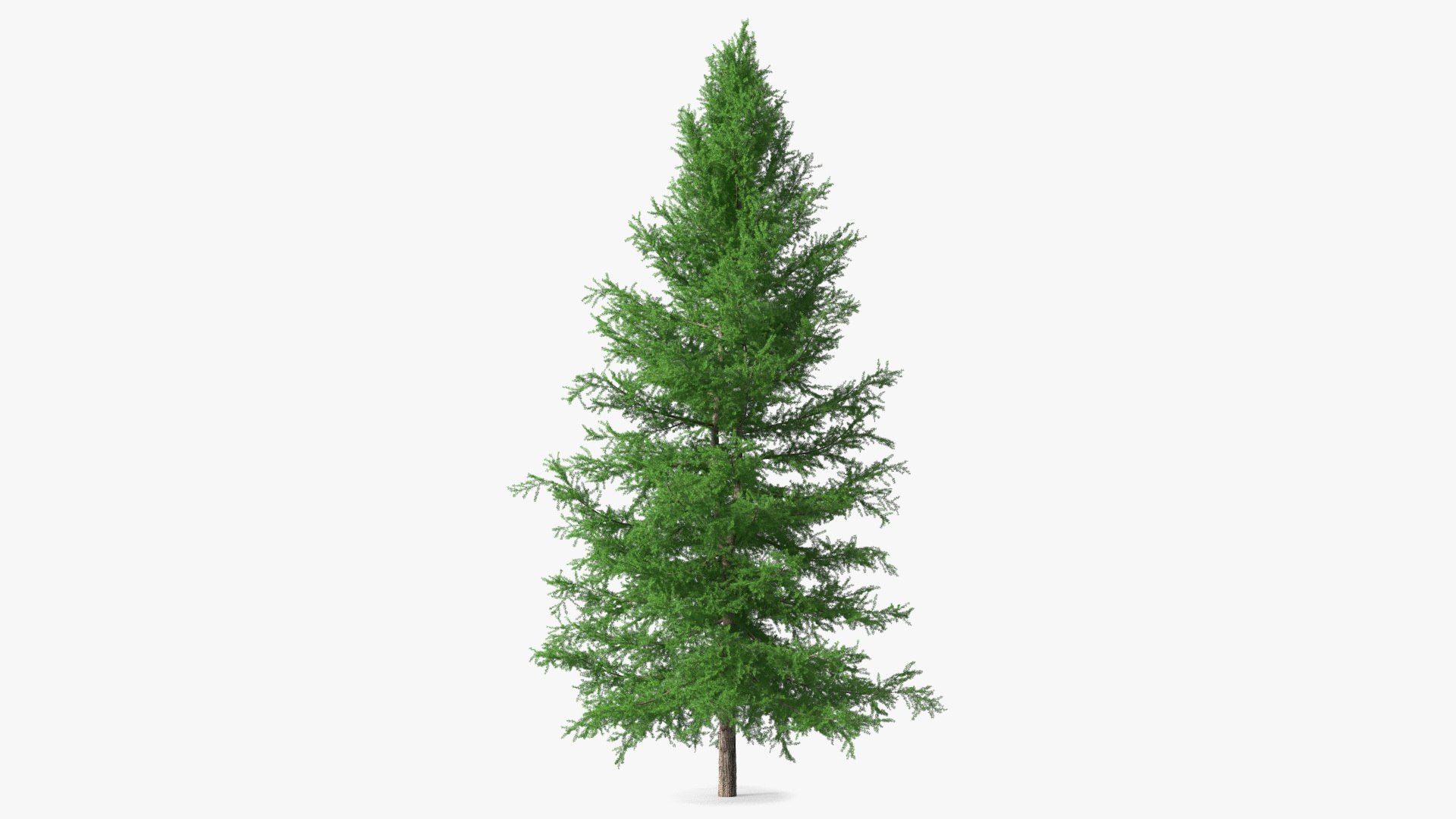 Japanese Larch Tree Green 3D model preview
