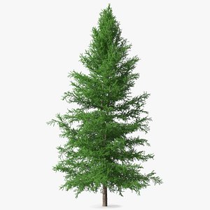 Japanese Larch Tree Green model