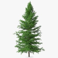 Japanese Larch Tree Green