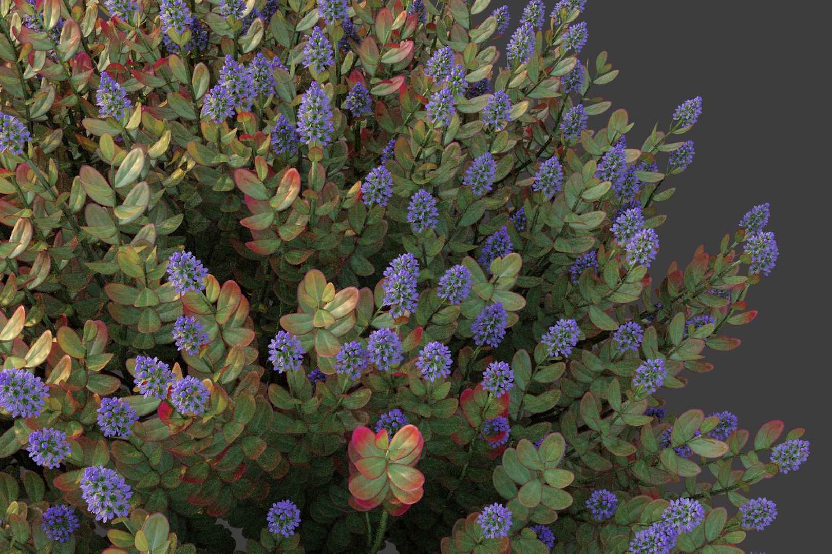 XfrogPlants Hebe Red Edge 3D model https://p.turbosquid.com/ts-thumb/HJ/Yeo90M/NL/hebe_red_edge/jpg/1620943288/1920x1080/fit_q87/889a3cd2ad1512ff25d6bc1ff36e1b41eea5186f/hebe_red_edge.jpg