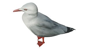 seagull 3D model