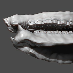 3D model Rhino Mouth ZBrush Sculpt