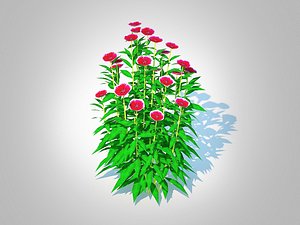 3D Dianthus chinensis