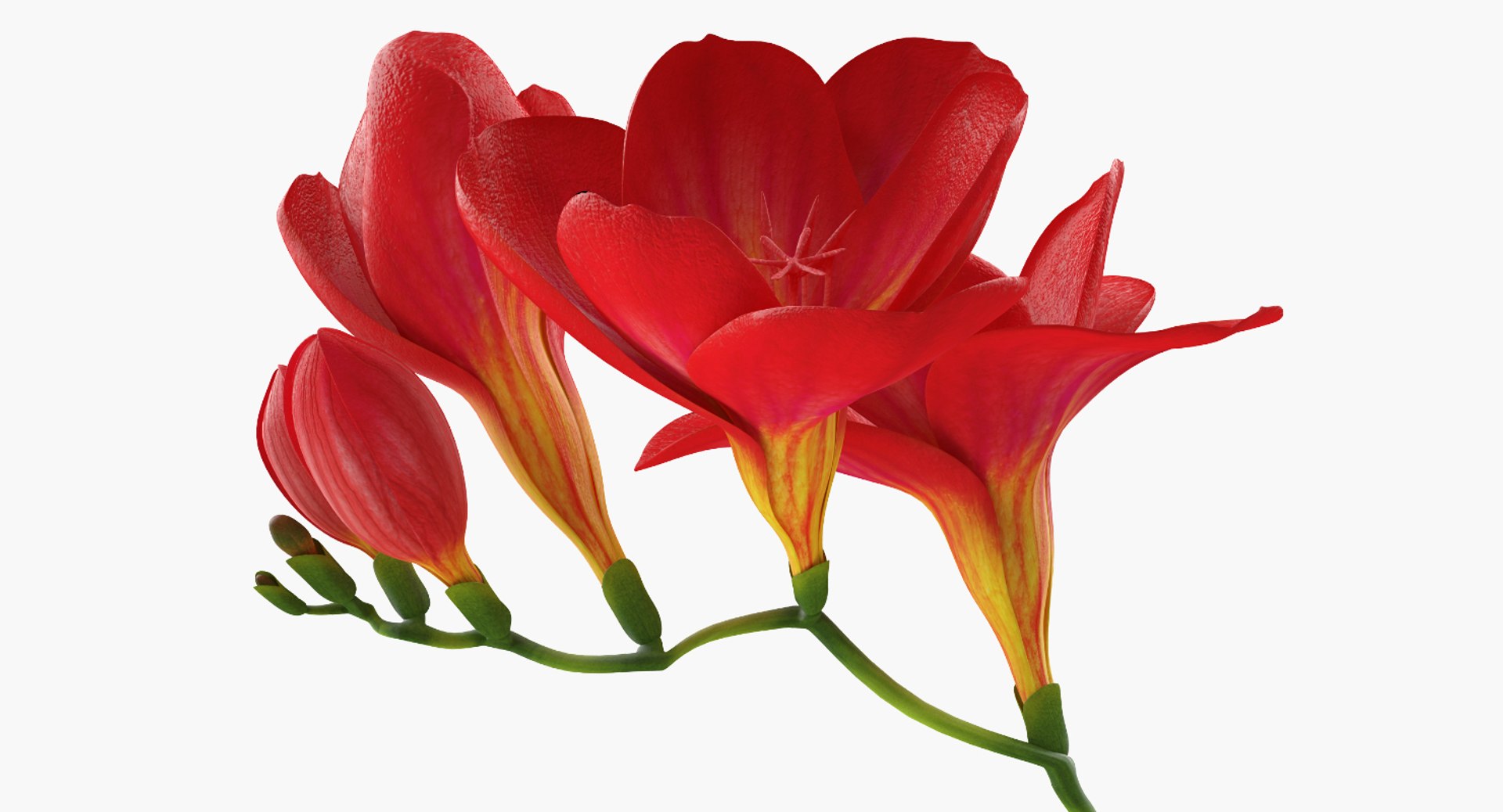 Red Freesia Flower 3D model preview