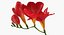 Flor de fresia roja