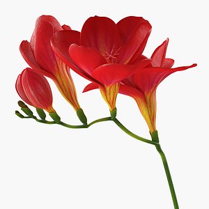 3D red freesia flower
