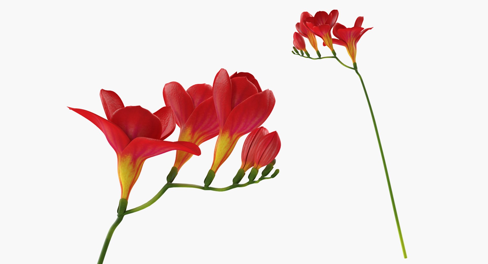 3D red freesia flower https://p.turbosquid.com/ts-thumb/HJ/oeRh5u/fY9l1Y9j/redfreesiaflower3dsmodel002/jpg/1518900520/1920x1080/fit_q87/e0ebb7c54829b5d3353f08d9be13c399ce3b1b61/redfreesiaflower3dsmodel002.jpg