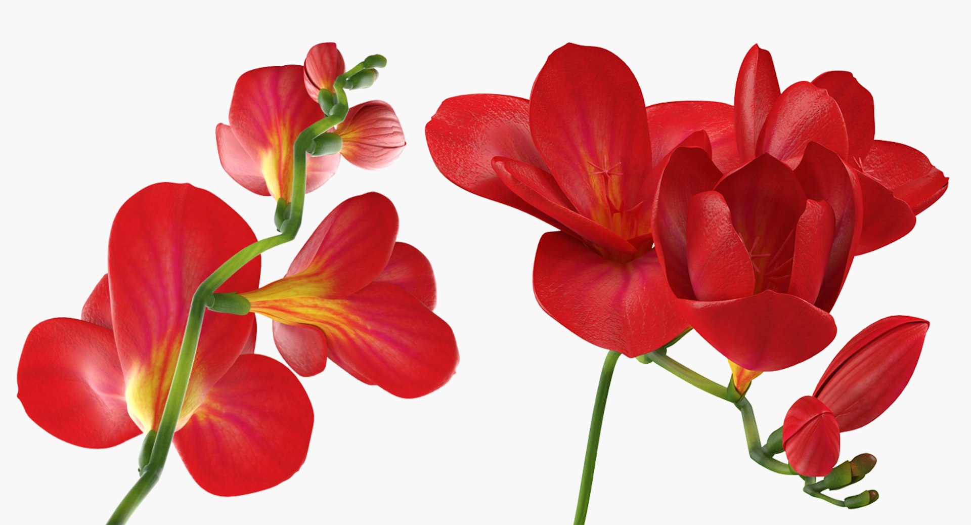 3D red freesia flower https://p.turbosquid.com/ts-thumb/HJ/oeRh5u/uy86h391/redfreesiaflower3dsmodel005/jpg/1518900529/1920x1080/fit_q87/4b9d2313c214ab5b1c266a028a3f5b3c73a978f6/redfreesiaflower3dsmodel005.jpg