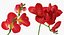 Flor de fresia roja