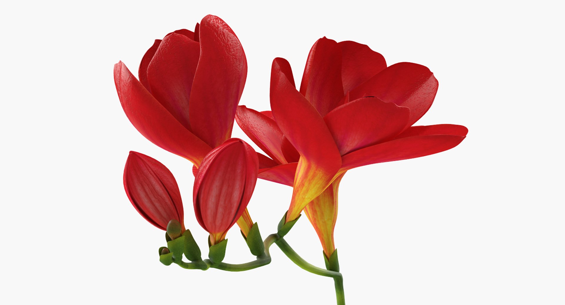 3D red freesia flower https://p.turbosquid.com/ts-thumb/HJ/oeRh5u/ygAHkGbd/redfreesiaflower3dsmodel004/jpg/1518900526/1920x1080/fit_q87/03d3782ca673ed0691e7b143abb185564ee69f9a/redfreesiaflower3dsmodel004.jpg