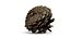 Closed Pinecone