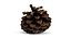 Closed Pinecone