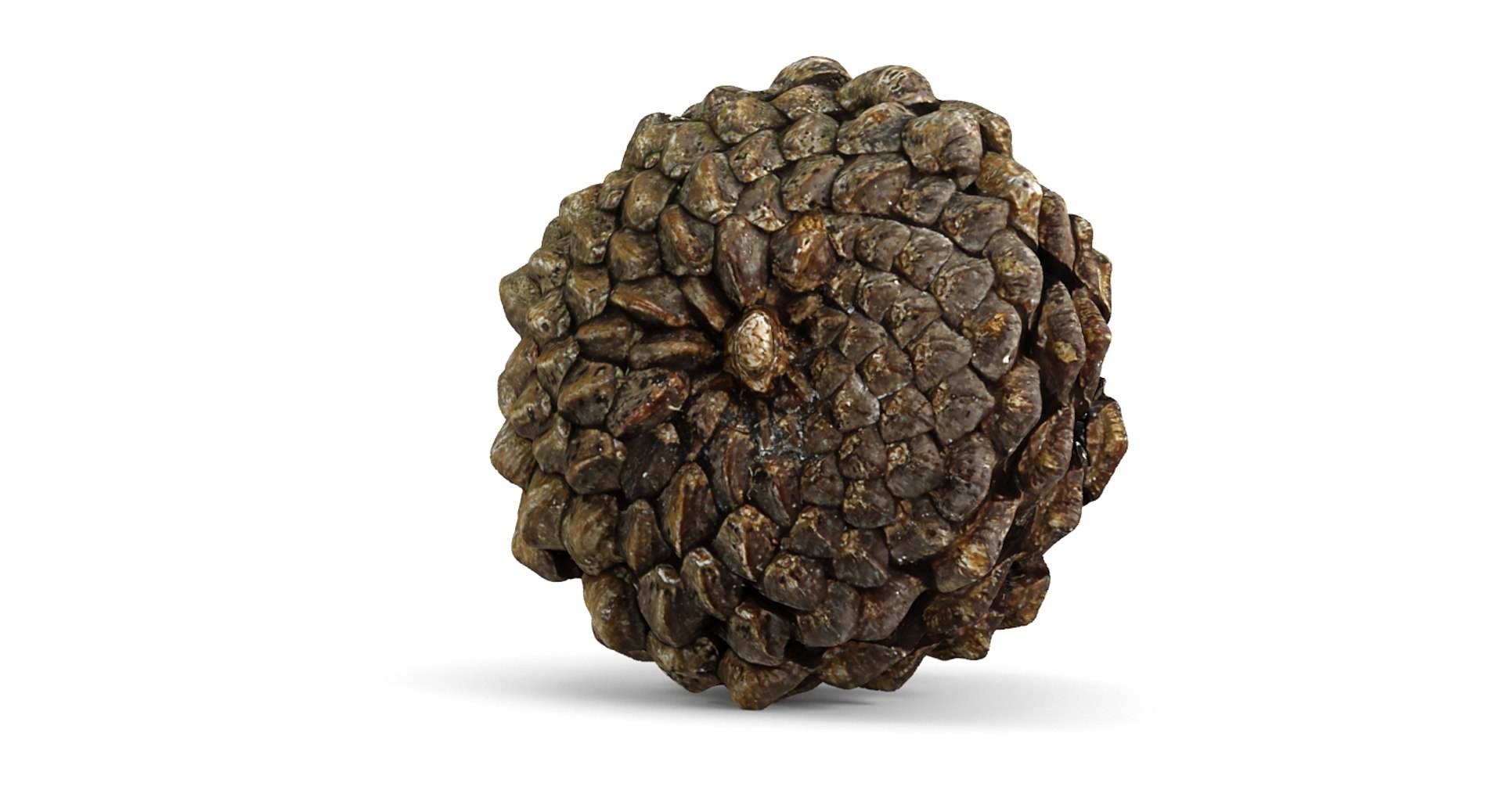 closed pinecone 3d 3ds https://p.turbosquid.com/ts-thumb/HK/7WKv2Q/FvDcPjKm/3/jpg/1444235175/1920x1080/fit_q87/76aa20f4695690083b3c441b1f9469a0b91b2107/3.jpg