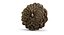 Closed Pinecone
