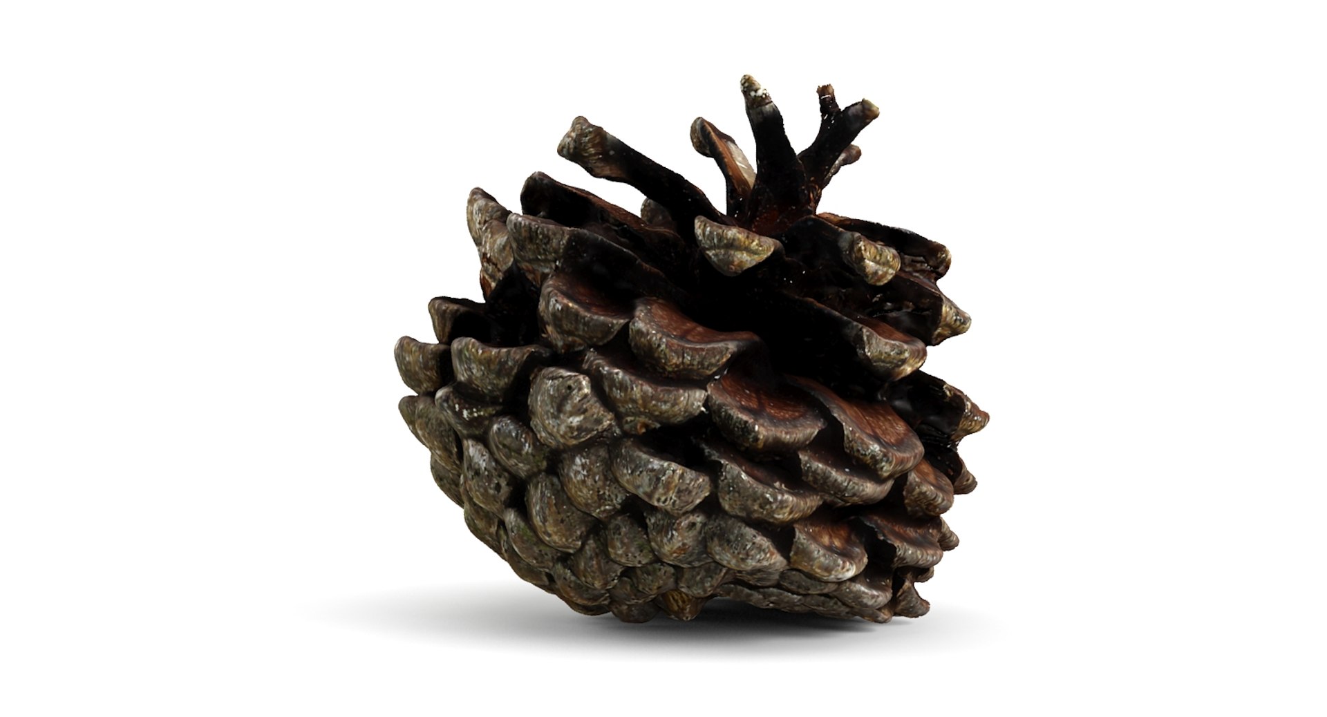 closed pinecone 3d 3ds https://p.turbosquid.com/ts-thumb/HK/7WKv2Q/WXBI9A7w/2/jpg/1444235175/1920x1080/fit_q87/41f463ef914c5d496e25420c2b1db6aa373f1025/2.jpg