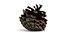 Closed Pinecone