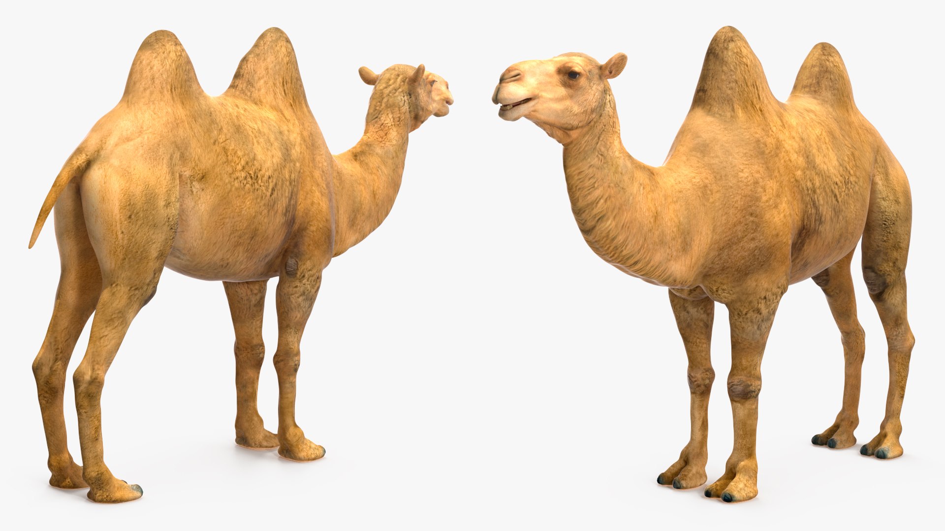 3D model Bactrian Camel https://p.turbosquid.com/ts-thumb/HK/8cN7Pz/0h/bactriancamelvray3dmodel009/jpg/1724901979/1920x1080/fit_q87/cb290f2116165ca44c25e48af21fdef4634f16fc/bactriancamelvray3dmodel009.jpg