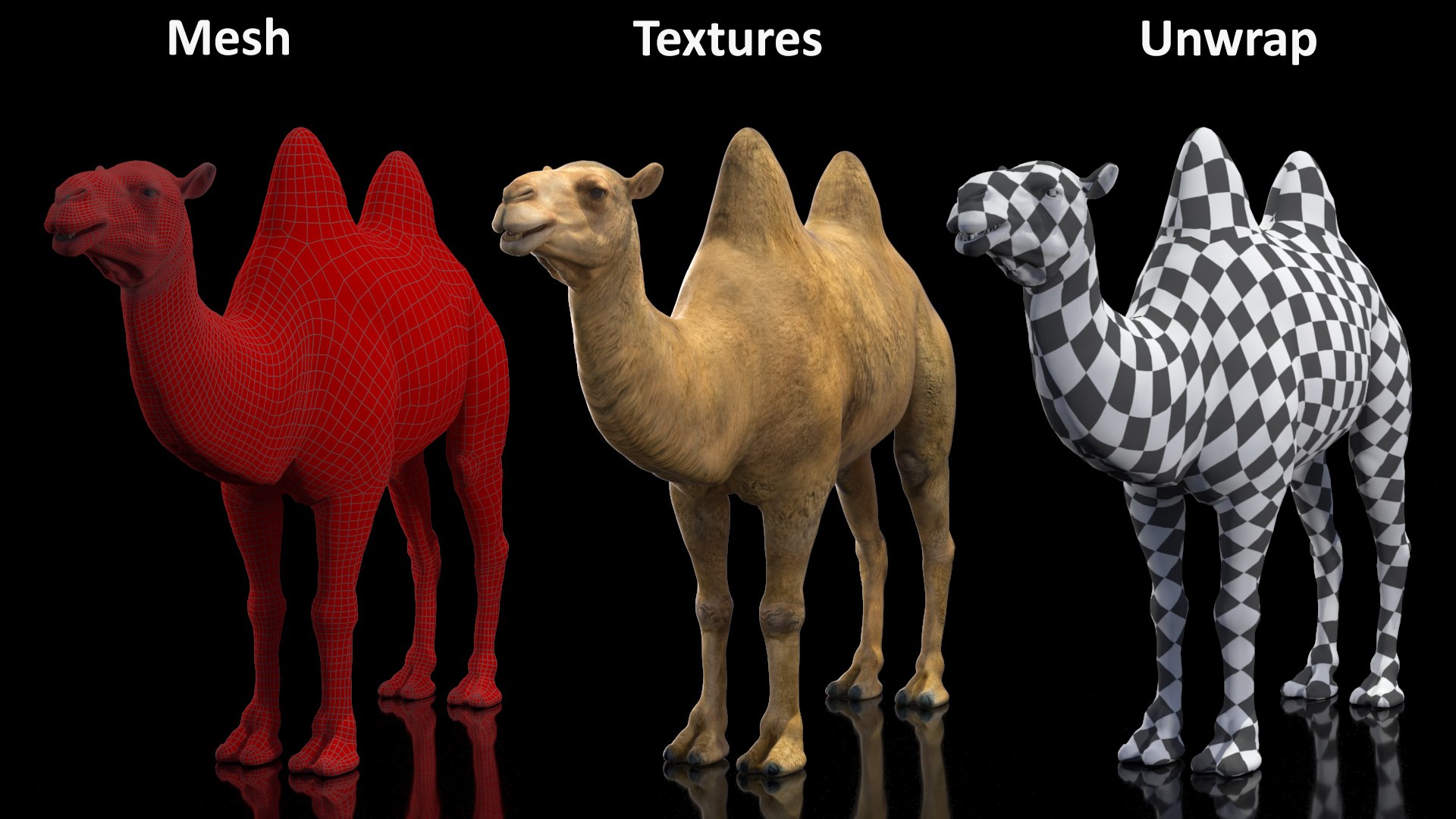 3D model Bactrian Camel https://p.turbosquid.com/ts-thumb/HK/8cN7Pz/0w/bactriancamelvray3dmodel019/jpg/1724902017/1920x1080/fit_q87/57452ef1d9a271a1e8c55e7d0fb546f4e9f12317/bactriancamelvray3dmodel019.jpg