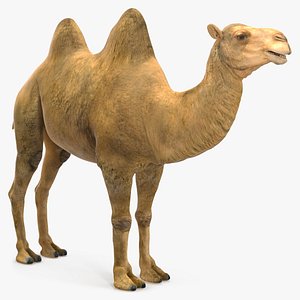 3D model Bactrian Camel