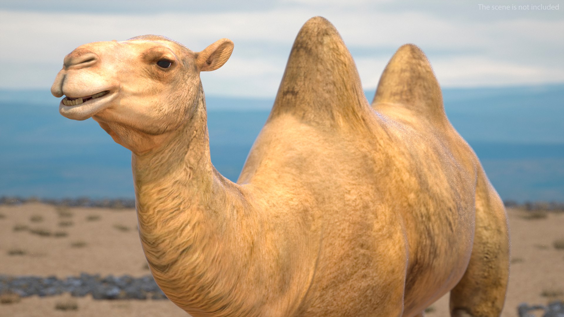 3D model Bactrian Camel https://p.turbosquid.com/ts-thumb/HK/8cN7Pz/TN/bactriancamelvray3dmodel005/jpg/1724901964/1920x1080/fit_q87/5337b077b9391c1b62f198a4d02f989eb1d943ab/bactriancamelvray3dmodel005.jpg