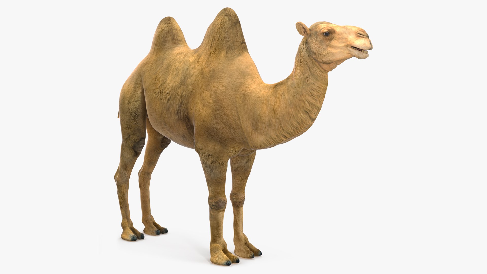 Bactrian Camel 3D model preview