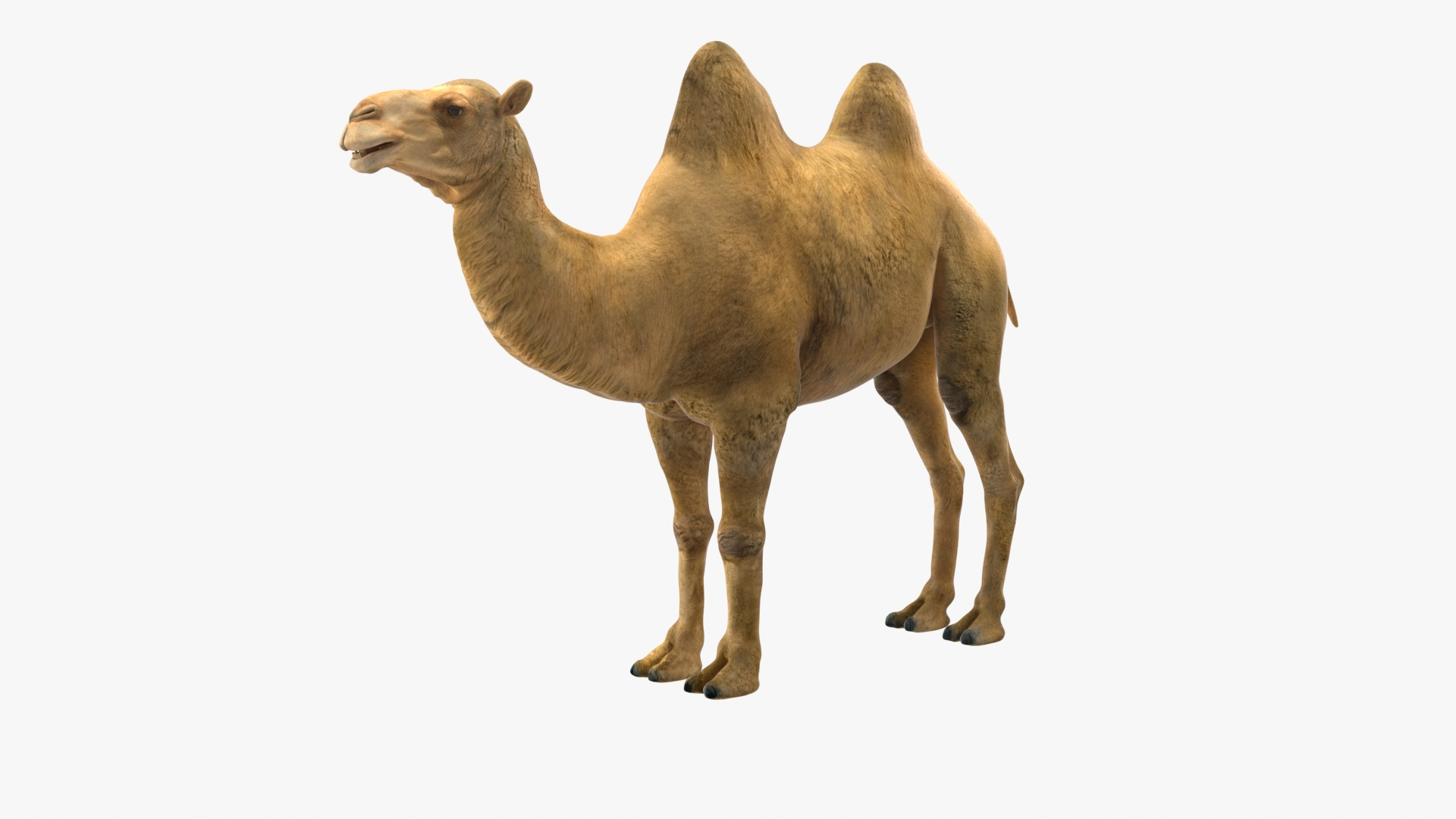3D model Bactrian Camel https://p.turbosquid.com/ts-thumb/HK/8cN7Pz/ZS/bactrian_camel_360/jpg/1724901868/1920x1080/turn_fit_q99/90e76435290724f68e778b9f163c8b76bc90a1a4/bactrian_camel_360-1.jpg
