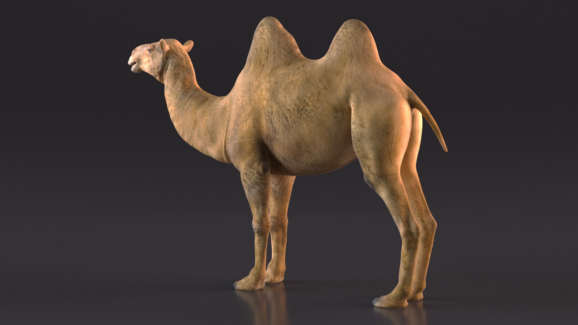 3D model Bactrian Camel https://p.turbosquid.com/ts-thumb/HK/8cN7Pz/cl/bactriancamelvray3dmodel007/jpg/1724901971/1920x1080/fit_q87/6c67a629ad0a0e3ce90b66daee5412d182be4f84/bactriancamelvray3dmodel007.jpg