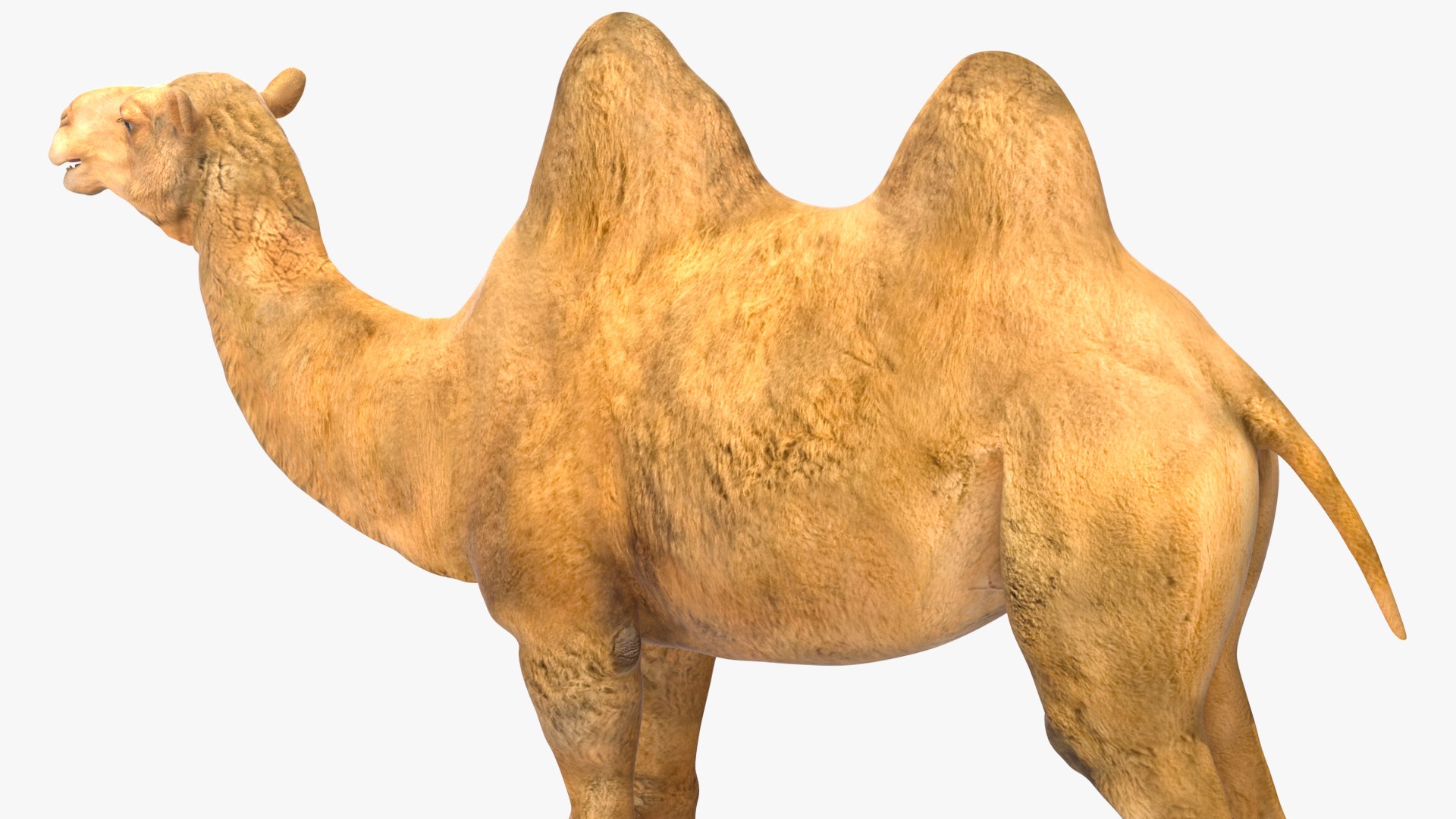 3D model Bactrian Camel https://p.turbosquid.com/ts-thumb/HK/8cN7Pz/zG/bactriancamelvray3dmodel013/jpg/1724901994/1920x1080/fit_q87/1da99c75c6ca3676aedbab70783b338a9bd58218/bactriancamelvray3dmodel013.jpg