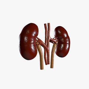 Low and Mid Poly Kidney 3D model